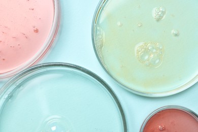 Photo of Petri dishes with samples on light blue background, top view