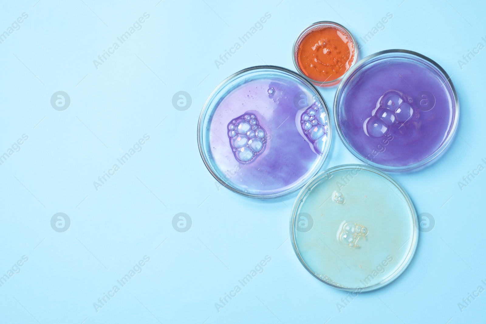 Photo of Petri dishes with samples on light blue background, top view. Space for text