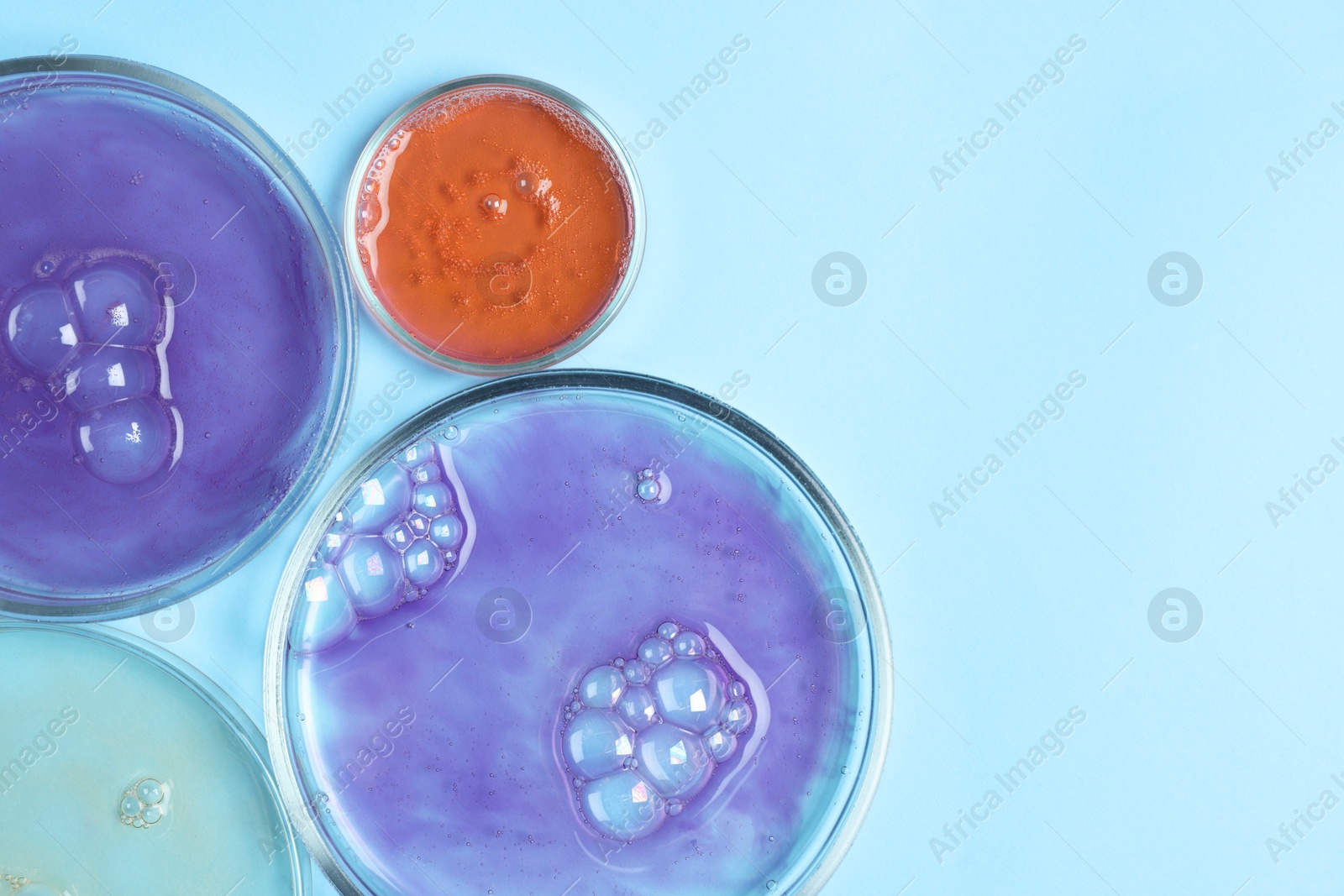 Photo of Petri dishes with samples on light blue background, top view. Space for text