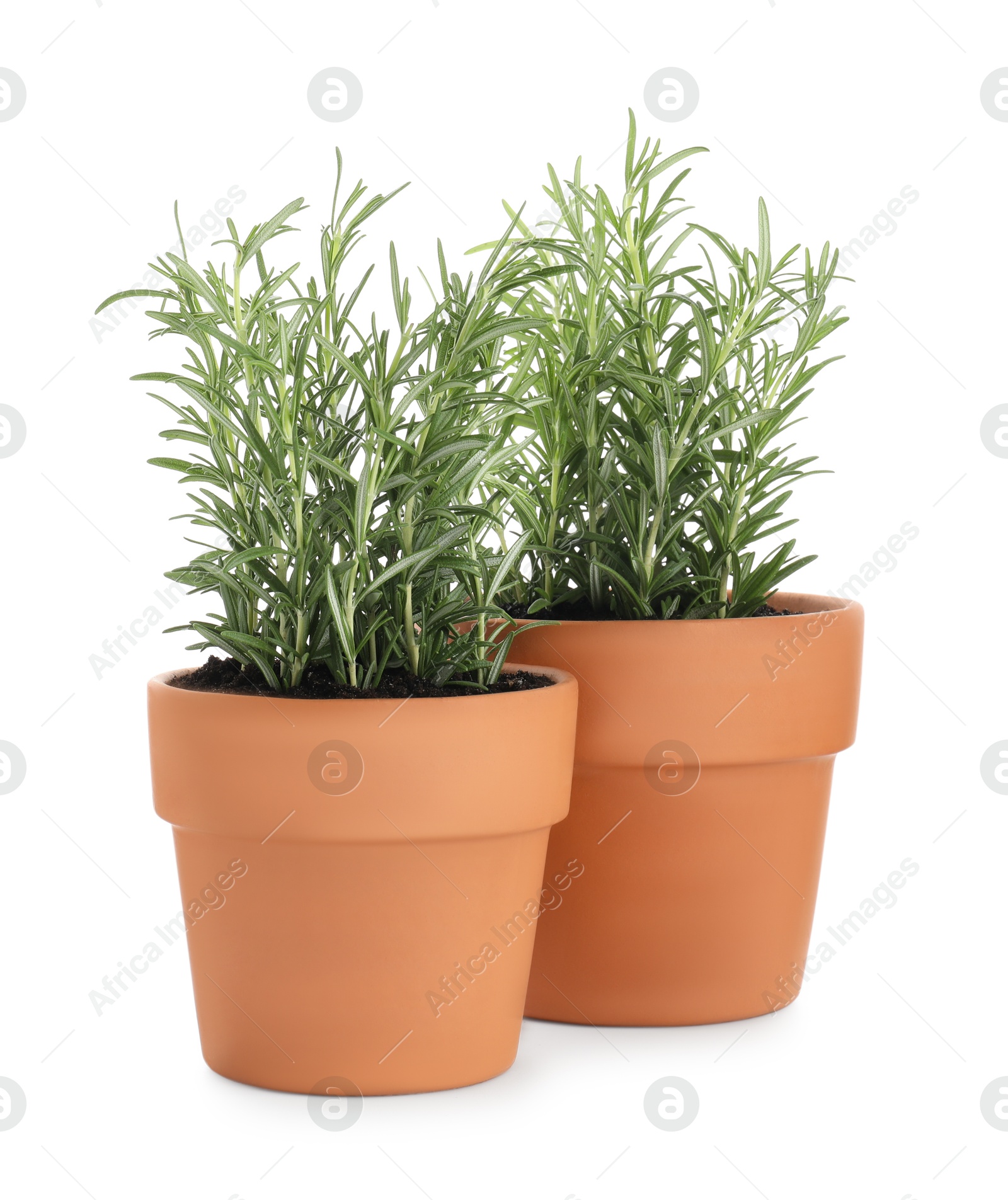 Photo of Rosemary plants growing in pots isolated on white. Aromatic herb