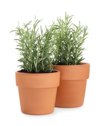 Photo of Rosemary plants growing in pots isolated on white. Aromatic herb