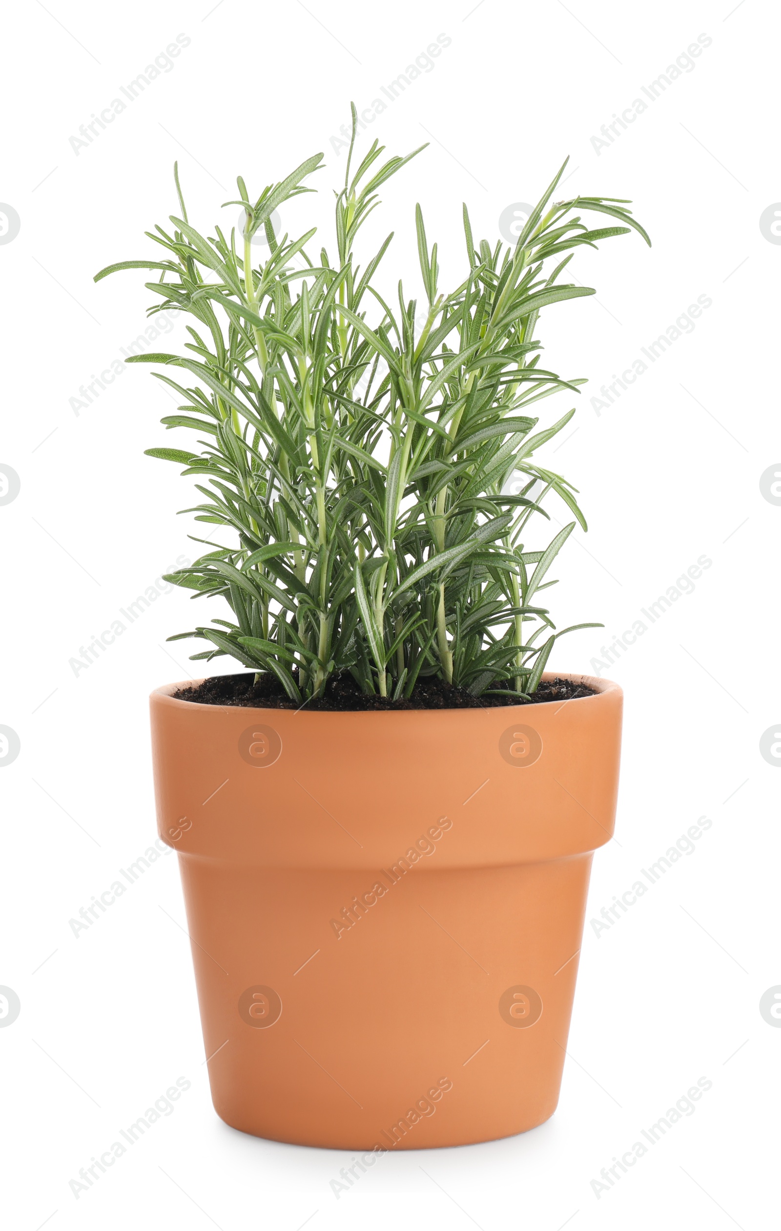 Photo of Rosemary plant growing in pot isolated on white. Aromatic herb