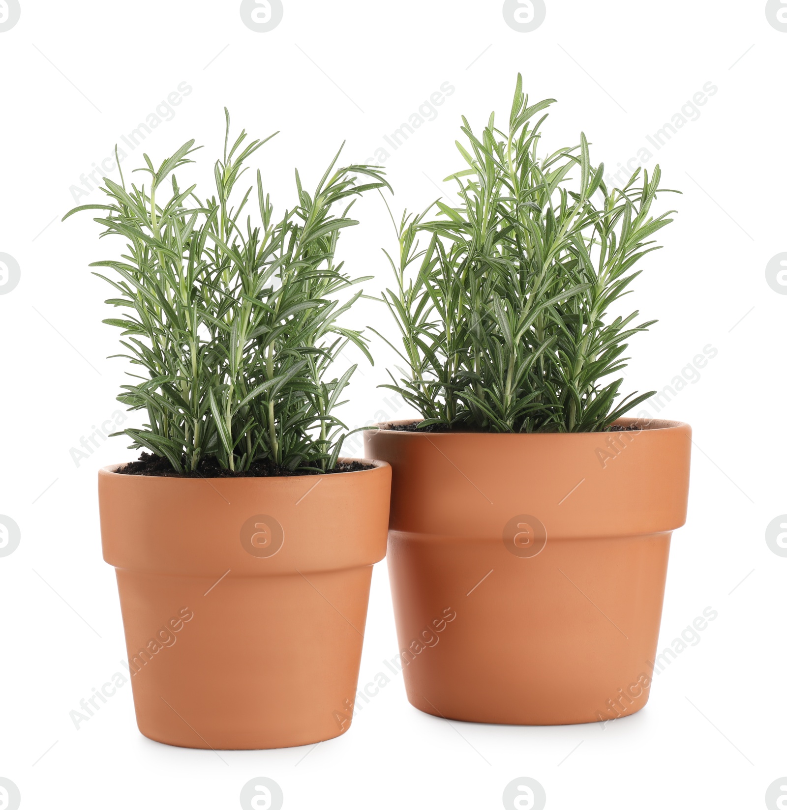 Photo of Rosemary plants growing in pots isolated on white. Aromatic herb