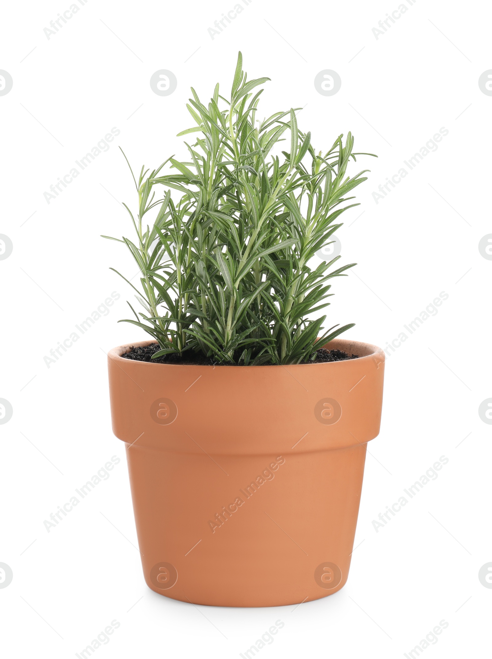 Photo of Rosemary plant growing in pot isolated on white. Aromatic herb