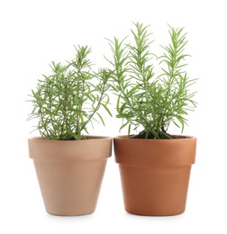 Photo of Aromatic rosemary plants in pots isolated on white