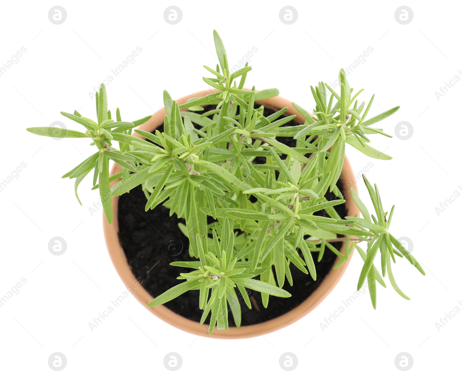 Photo of Aromatic rosemary plant in pot isolated on white, top view