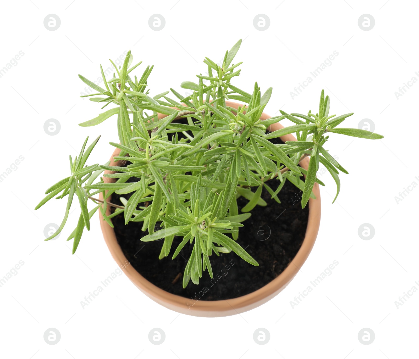 Photo of Aromatic rosemary plant in pot isolated on white, top view