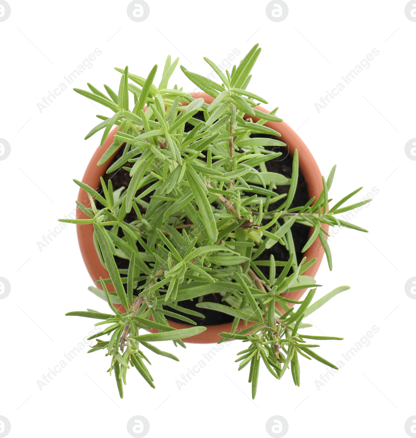 Photo of Aromatic rosemary plant in pot isolated on white, top view