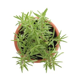 Photo of Aromatic rosemary plant in pot isolated on white, top view