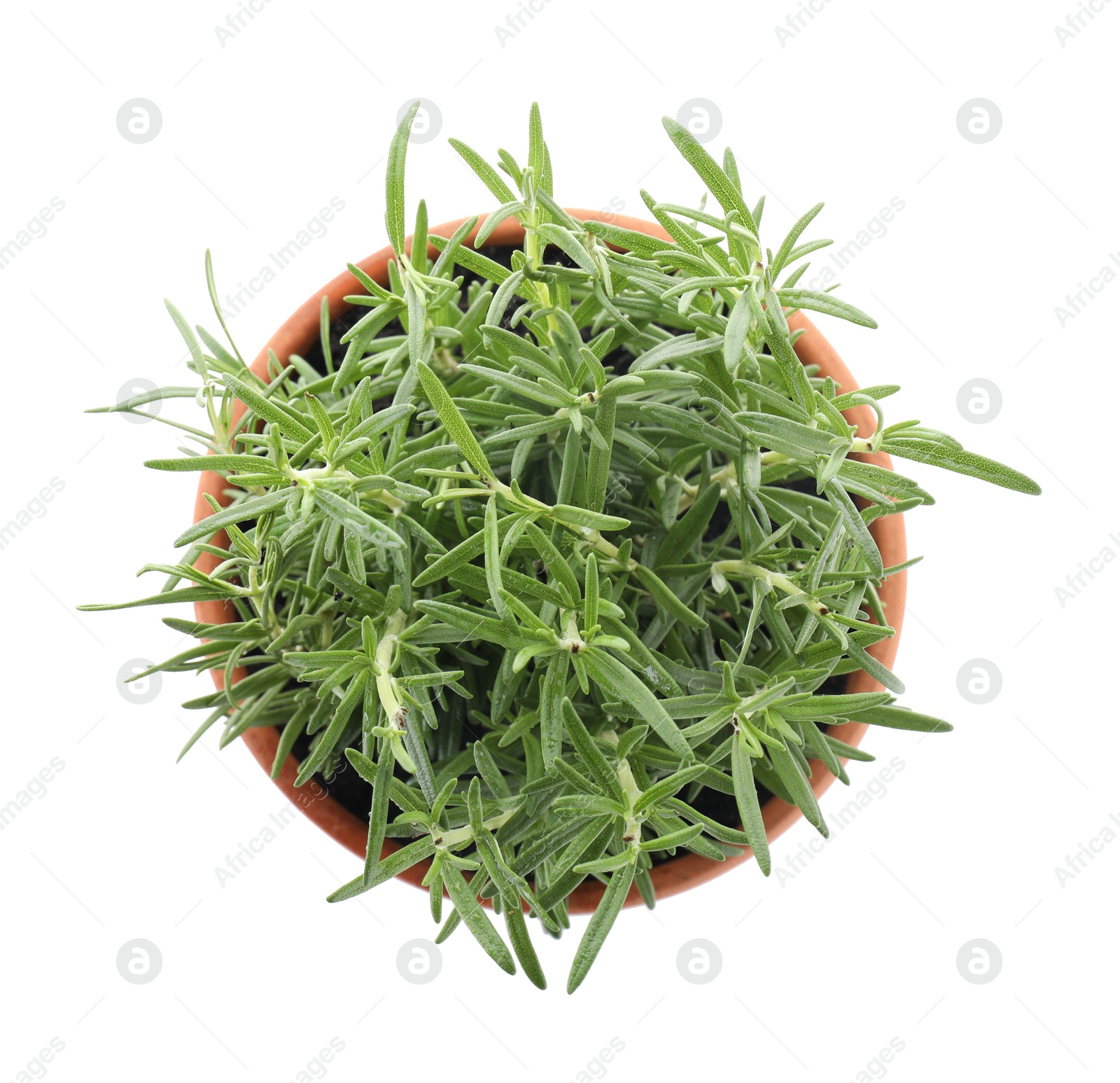 Photo of Aromatic rosemary plant in pot isolated on white, top view