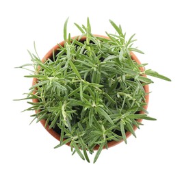 Photo of Aromatic rosemary plant in pot isolated on white, top view