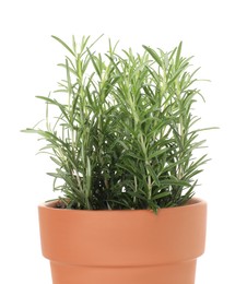 Photo of Aromatic rosemary plant in pot isolated on white