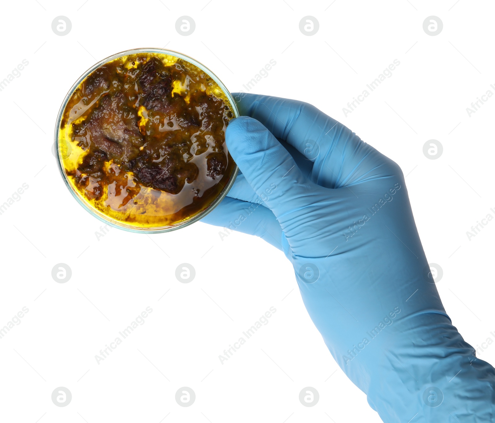 Photo of Laboratory worker holding petri dish with bacteria on white background, closeup