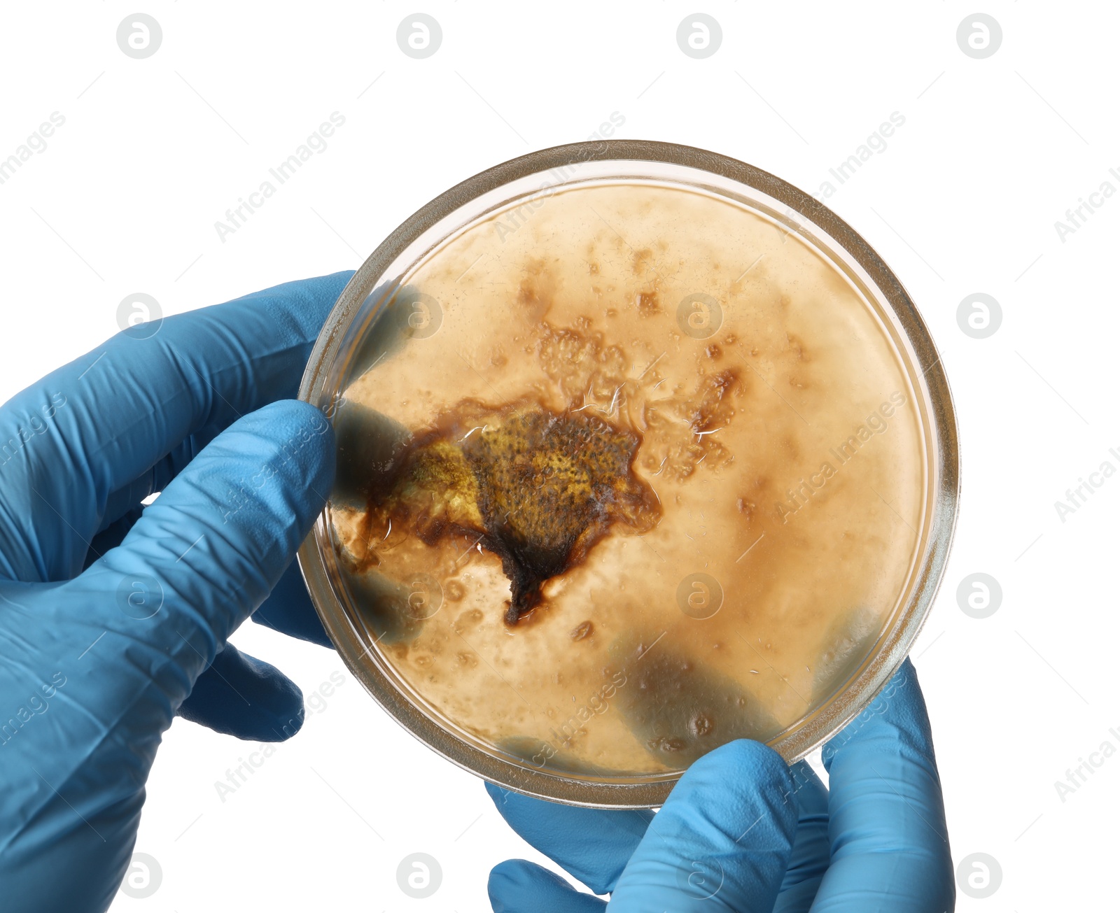 Photo of Laboratory worker holding petri dish with bacteria on white background, closeup