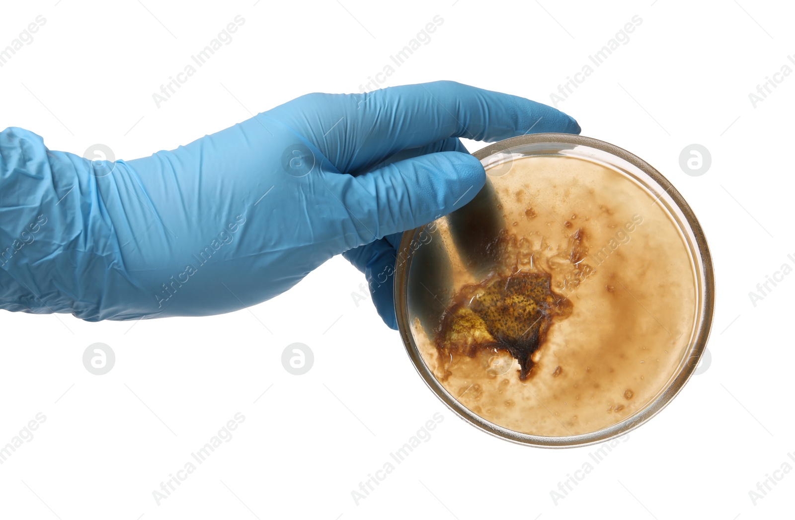 Photo of Laboratory worker holding petri dish with bacteria on white background, closeup