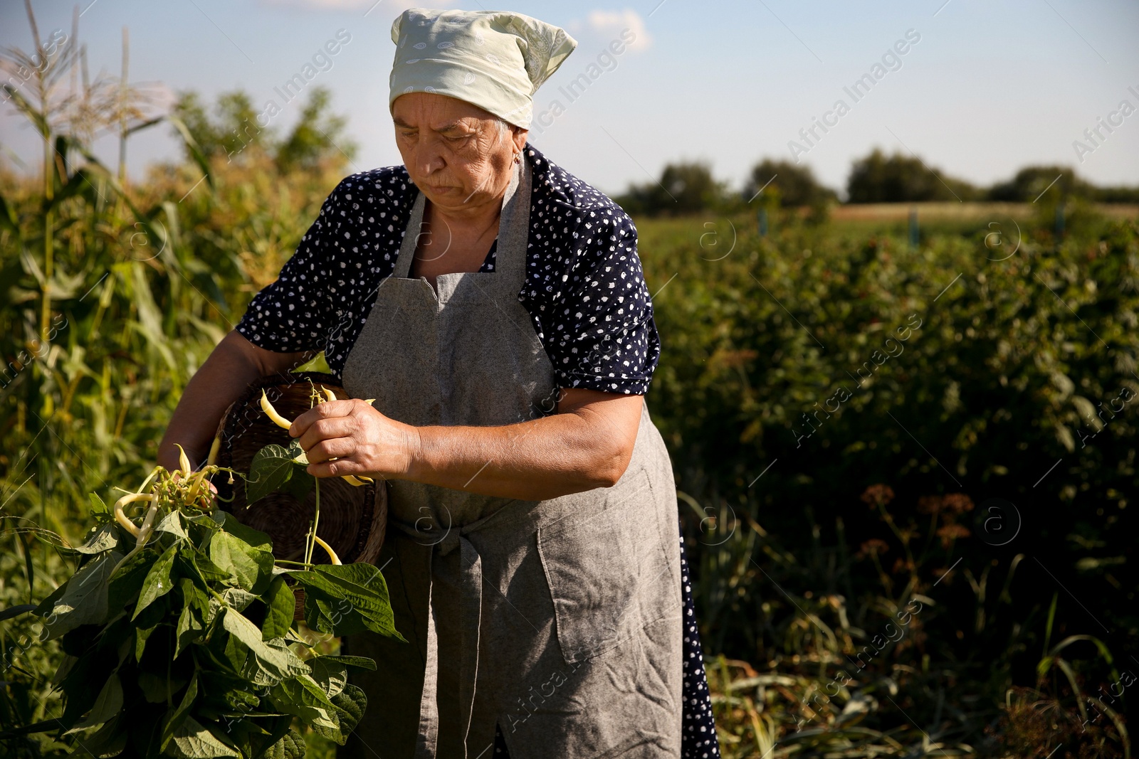 Photo of Senior farmer picking fresh pea pods outdoors