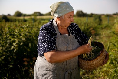 Photo of Senior farmer picking fresh pea pods outdoors