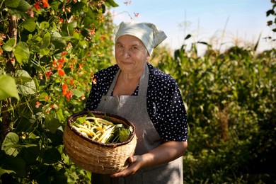 Photo of Senior farmer picking fresh pea pods outdoors