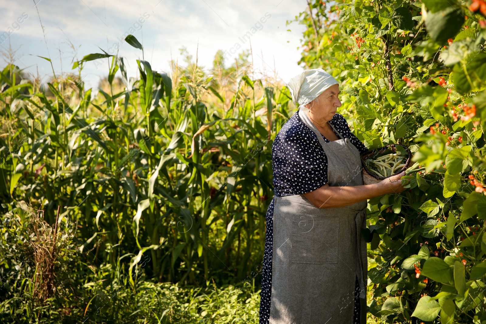 Photo of Senior farmer picking fresh pea pods outdoors, space for text