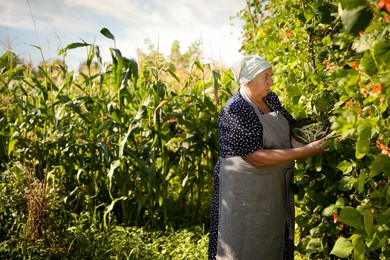 Photo of Senior farmer picking fresh pea pods outdoors, space for text