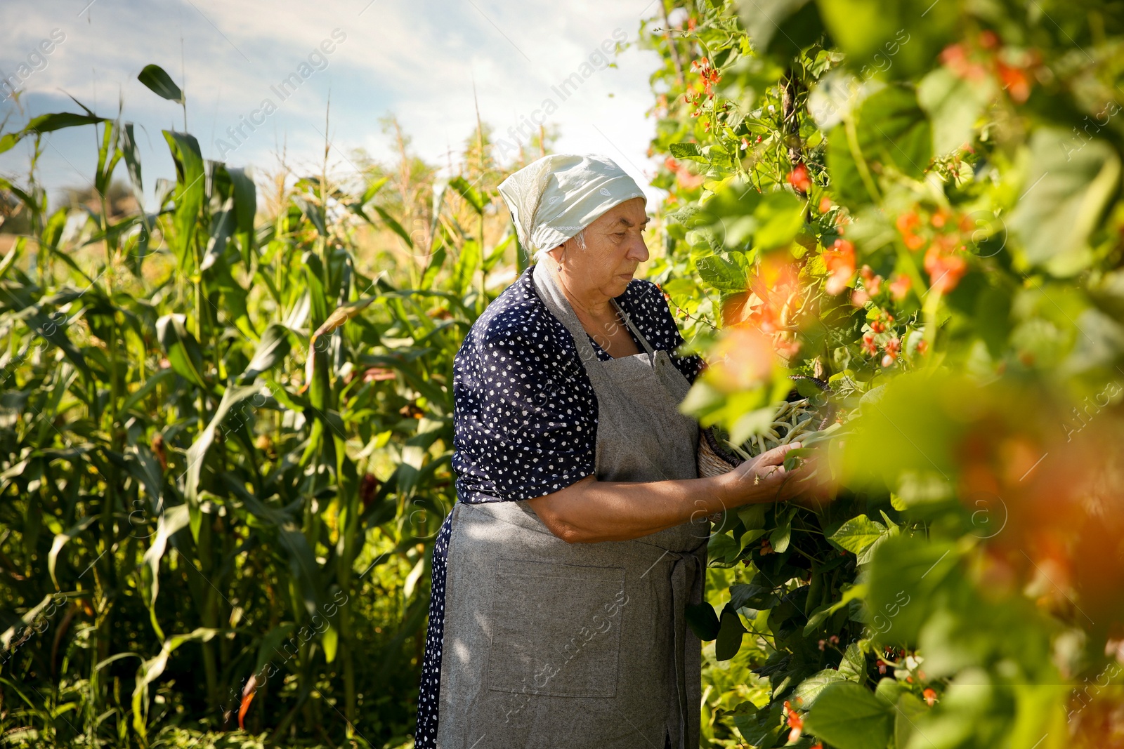 Photo of Senior farmer picking fresh pea pods outdoors