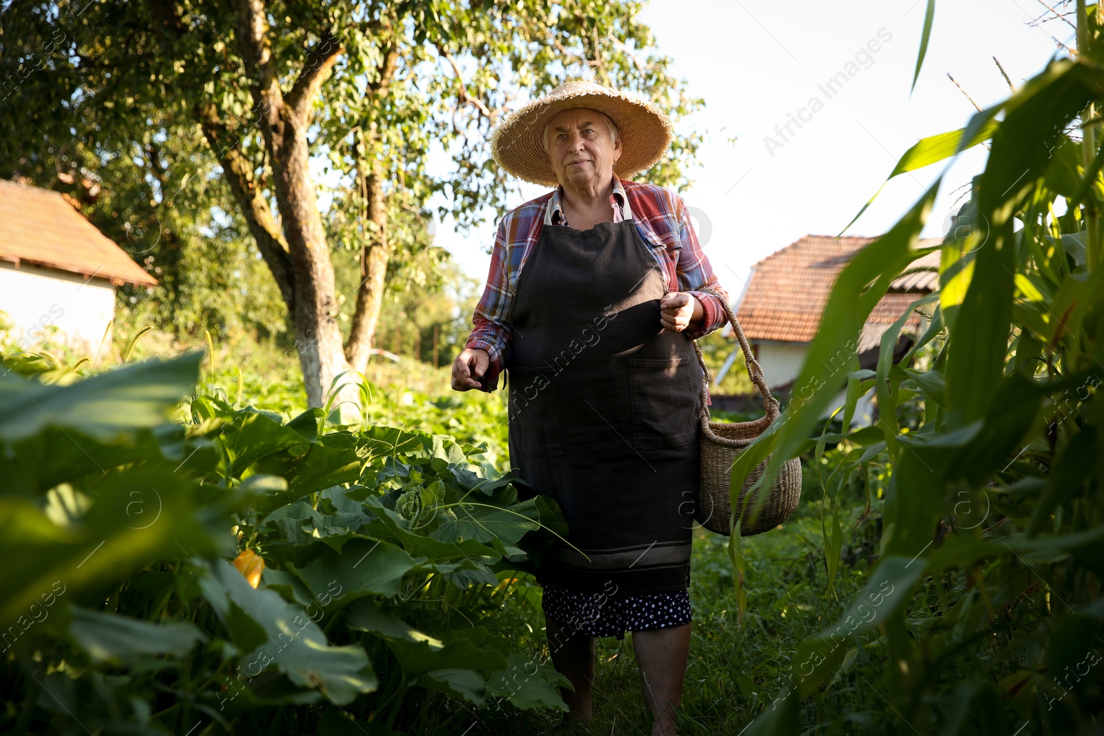 Photo of Senior farmer with wicker basket in garden