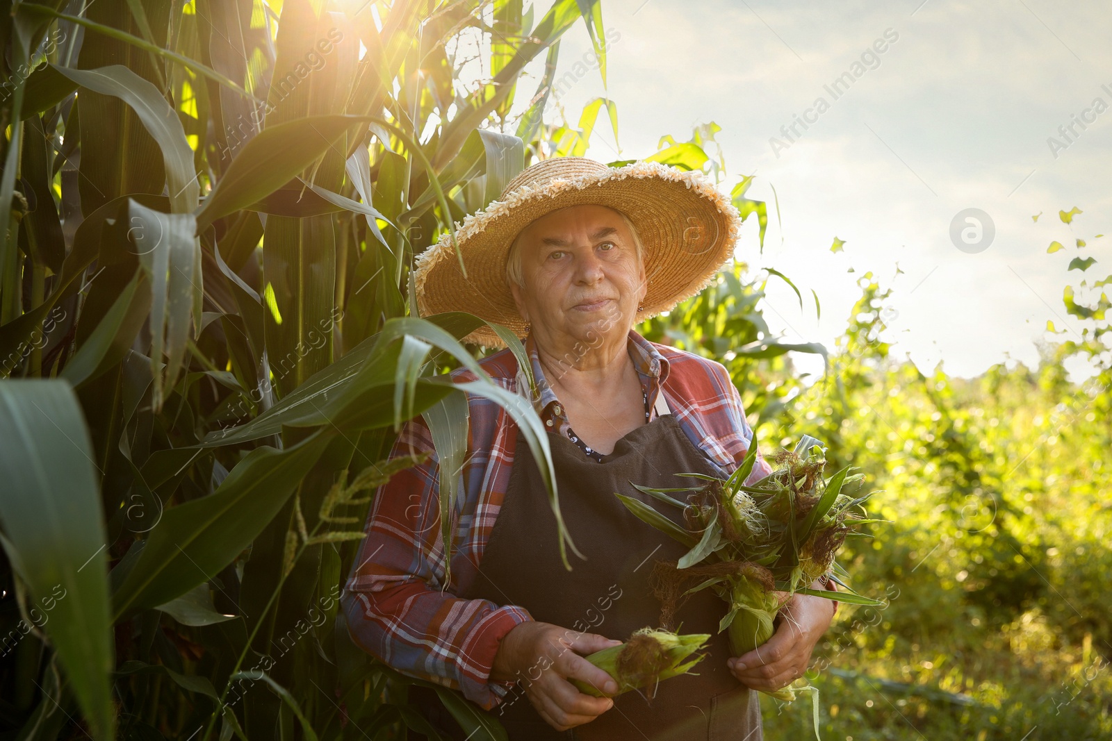 Photo of Senior farmer picking fresh ripe corn outdoors