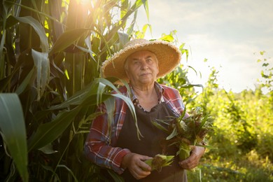 Photo of Senior farmer picking fresh ripe corn outdoors