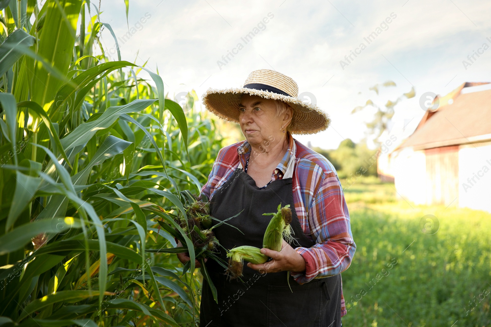 Photo of Senior farmer picking fresh ripe corn outdoors