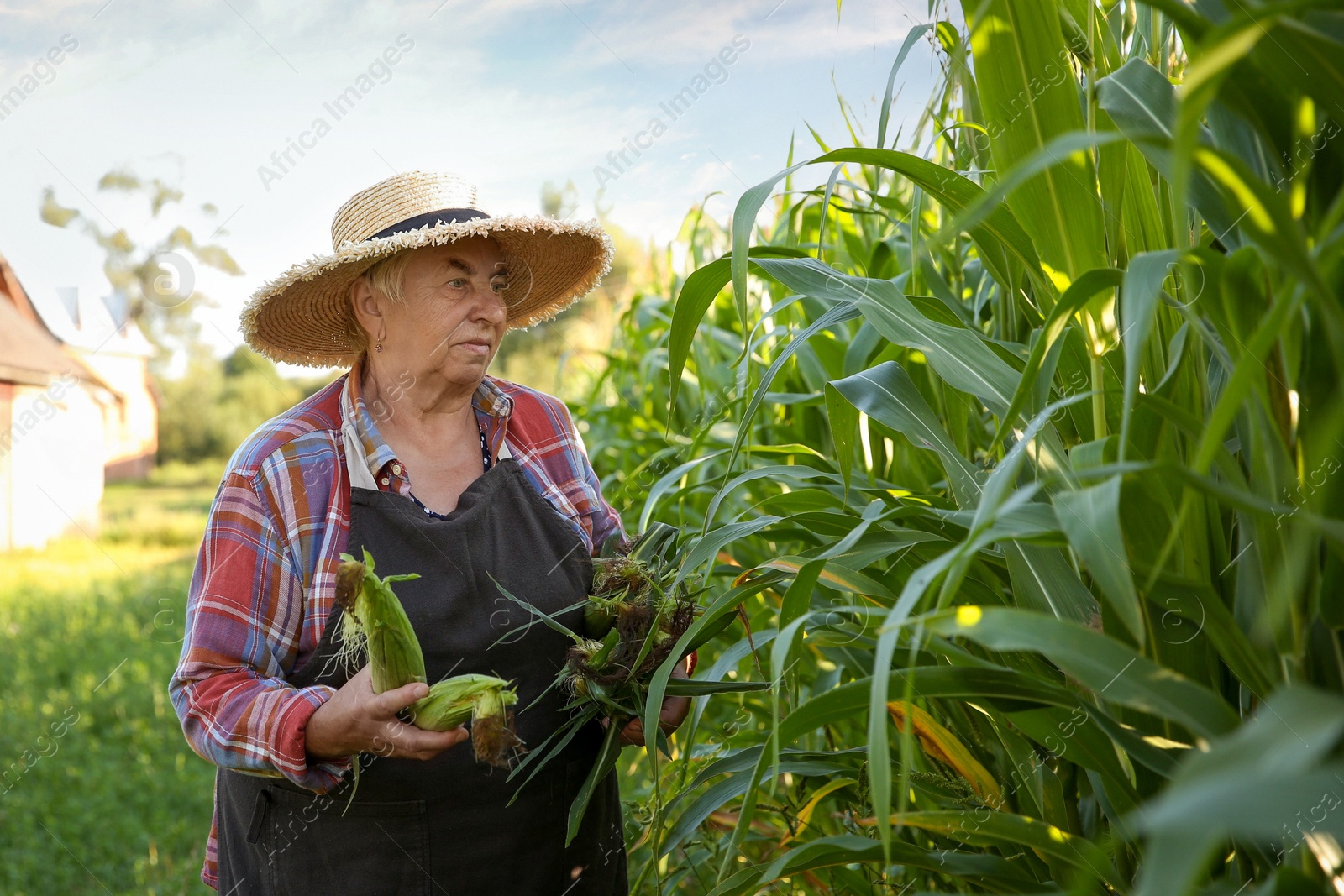 Photo of Senior farmer picking fresh ripe corn outdoors