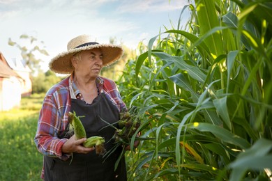 Photo of Senior farmer picking fresh ripe corn outdoors