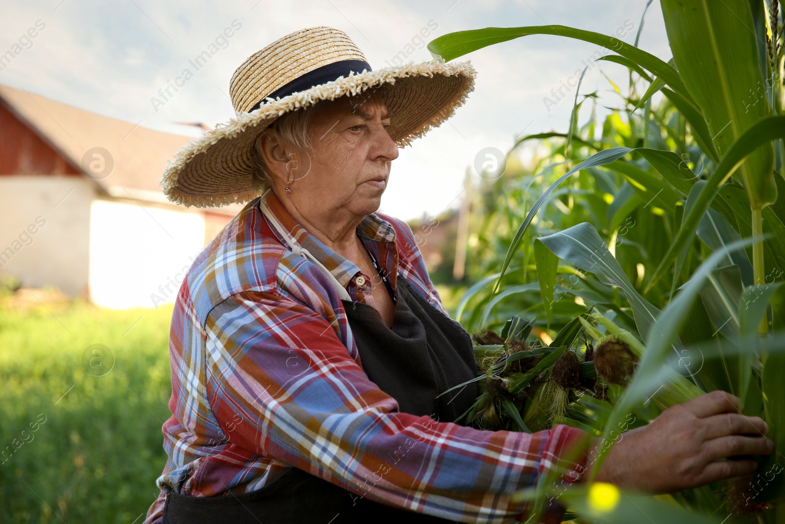 Photo of Senior farmer picking fresh ripe corn outdoors