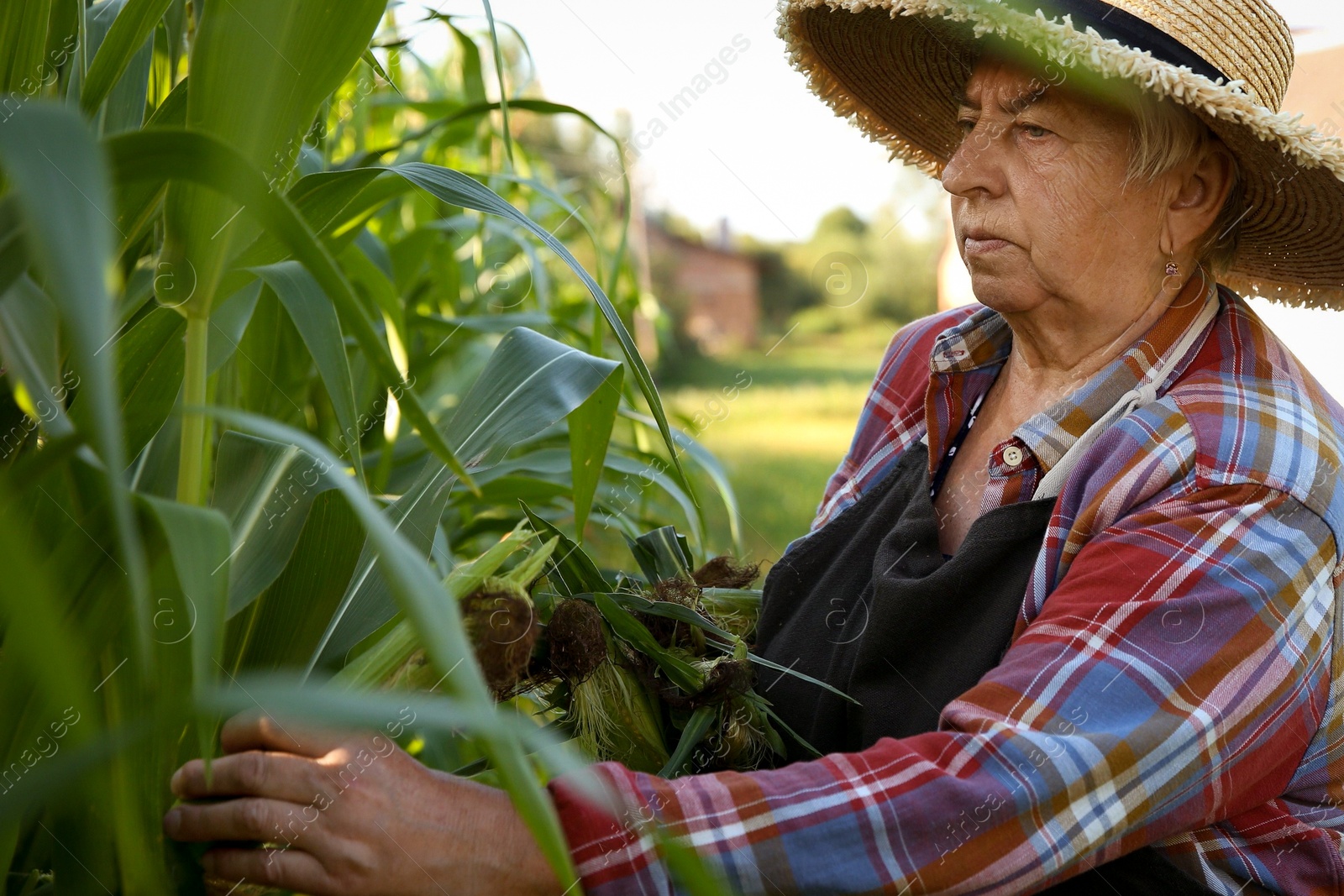 Photo of Senior farmer picking fresh ripe corn outdoors