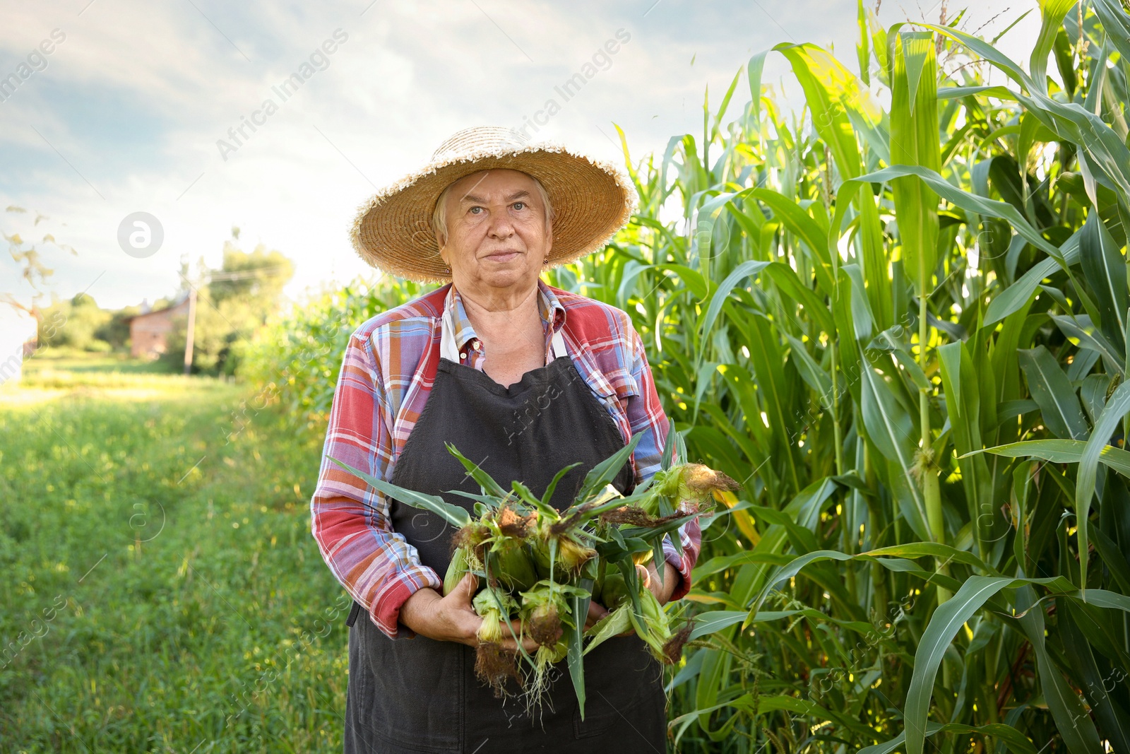 Photo of Senior farmer with fresh ripe corn outdoors