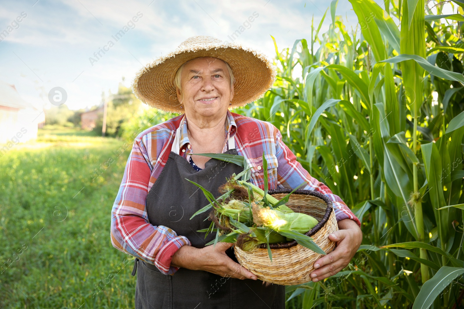 Photo of Senior farmer with corn in wicker basket outdoors