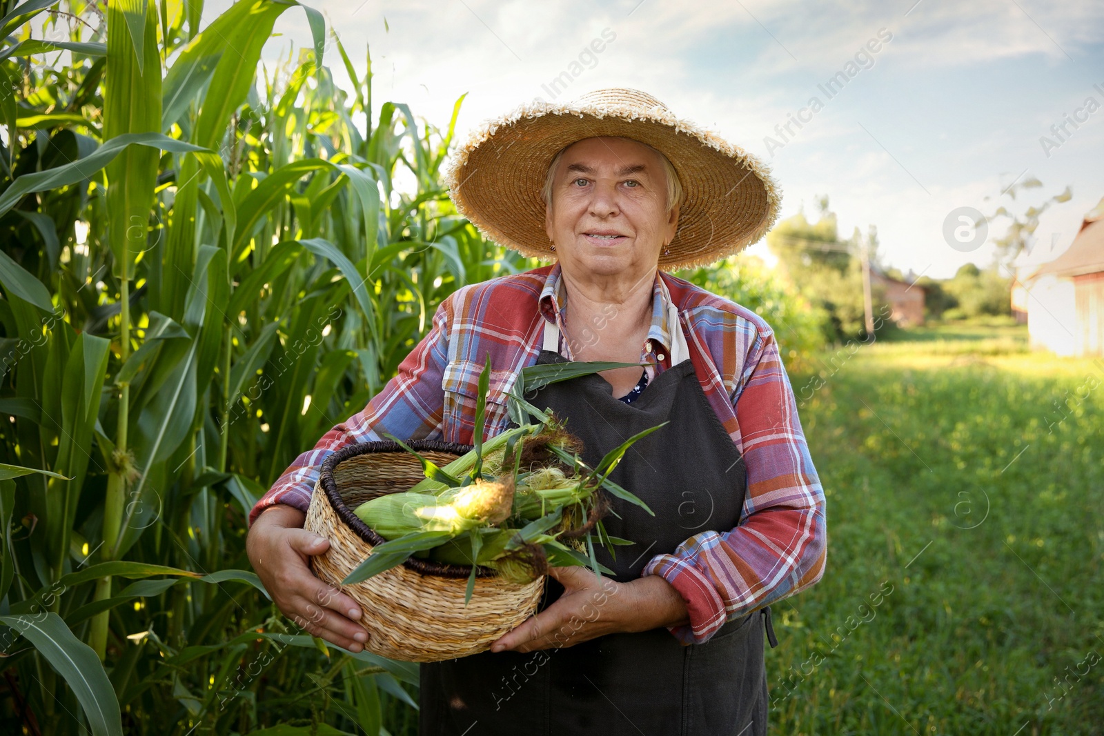 Photo of Senior farmer with corn in wicker basket outdoors