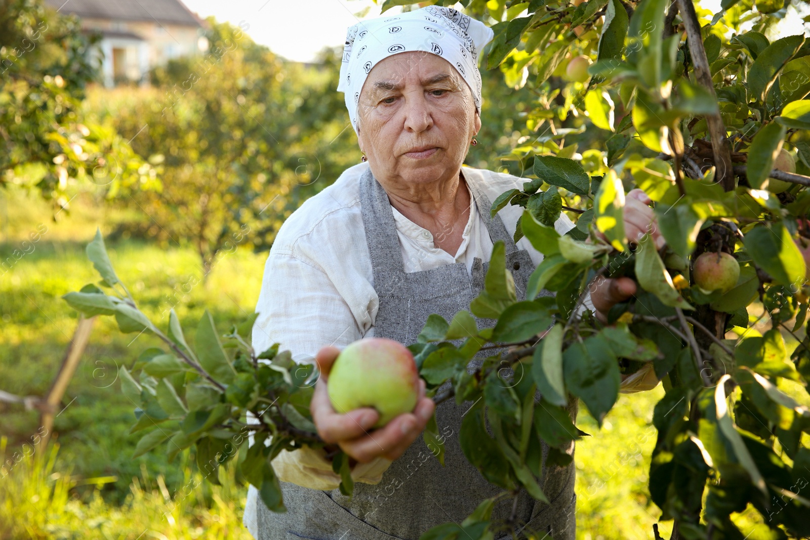 Photo of Senior farmer picking fresh ripe apples in garden