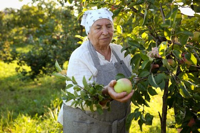 Photo of Senior farmer picking fresh ripe apples in garden