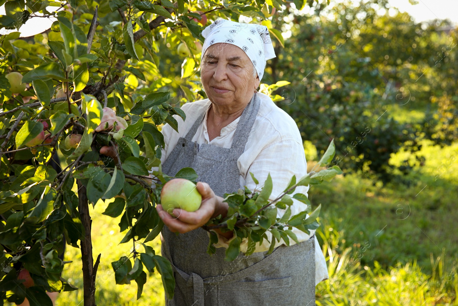 Photo of Senior farmer picking fresh ripe apples in garden