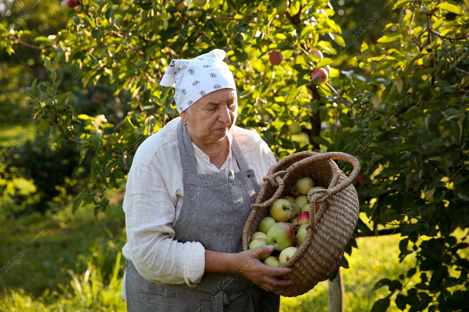 Photo of Senior farmer with basket of fresh apples in garden