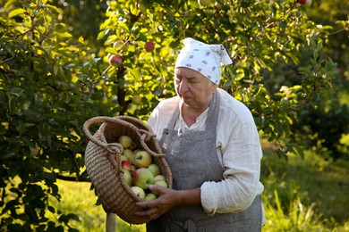 Senior farmer with basket of fresh apples in garden