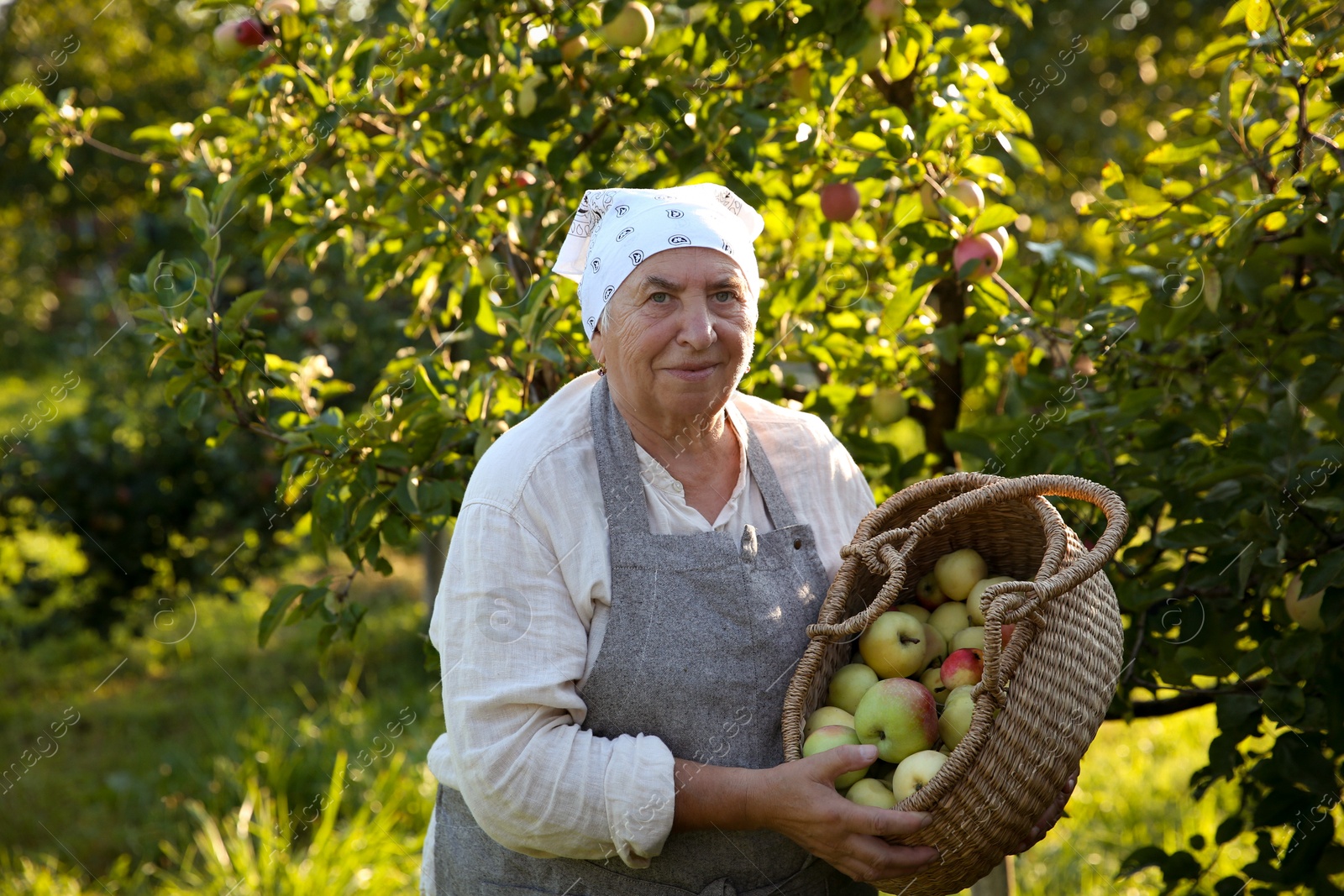 Photo of Senior farmer with basket of fresh apples in garden