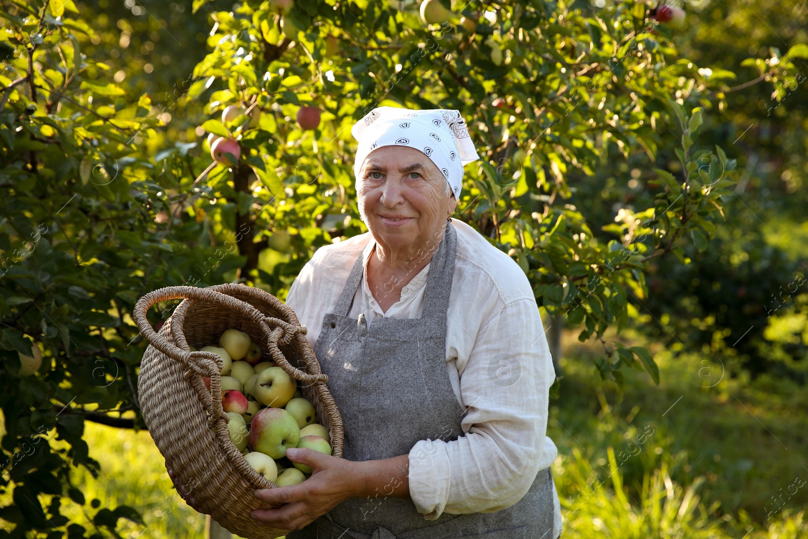 Photo of Senior farmer with basket of fresh apples in garden