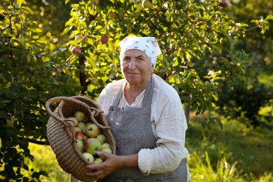 Senior farmer with basket of fresh apples in garden