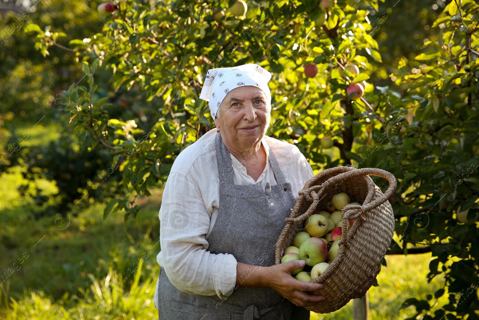 Photo of Senior farmer with basket of fresh apples in garden