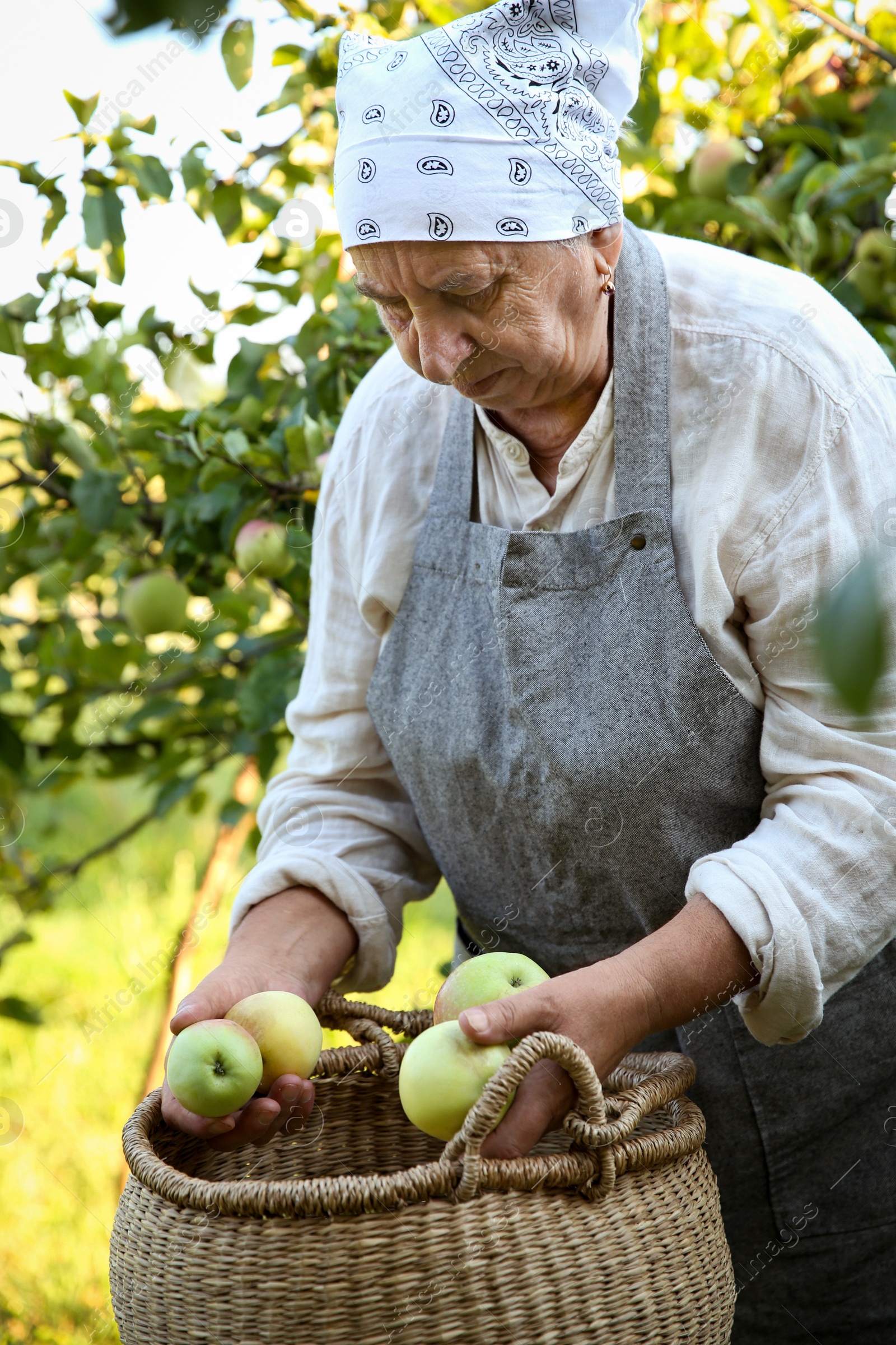 Photo of Senior farmer picking fresh ripe apples in garden