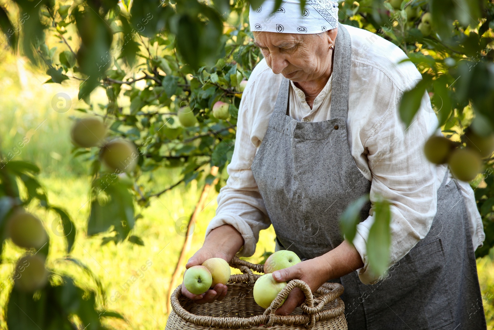 Photo of Senior farmer picking fresh ripe apples in garden