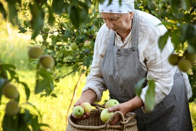 Senior farmer picking fresh ripe apples in garden