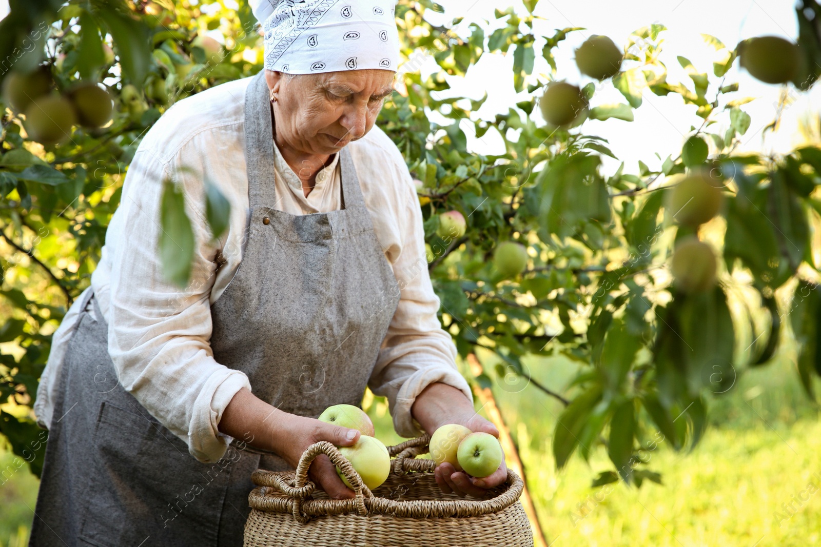 Photo of Senior farmer picking fresh ripe apples in garden