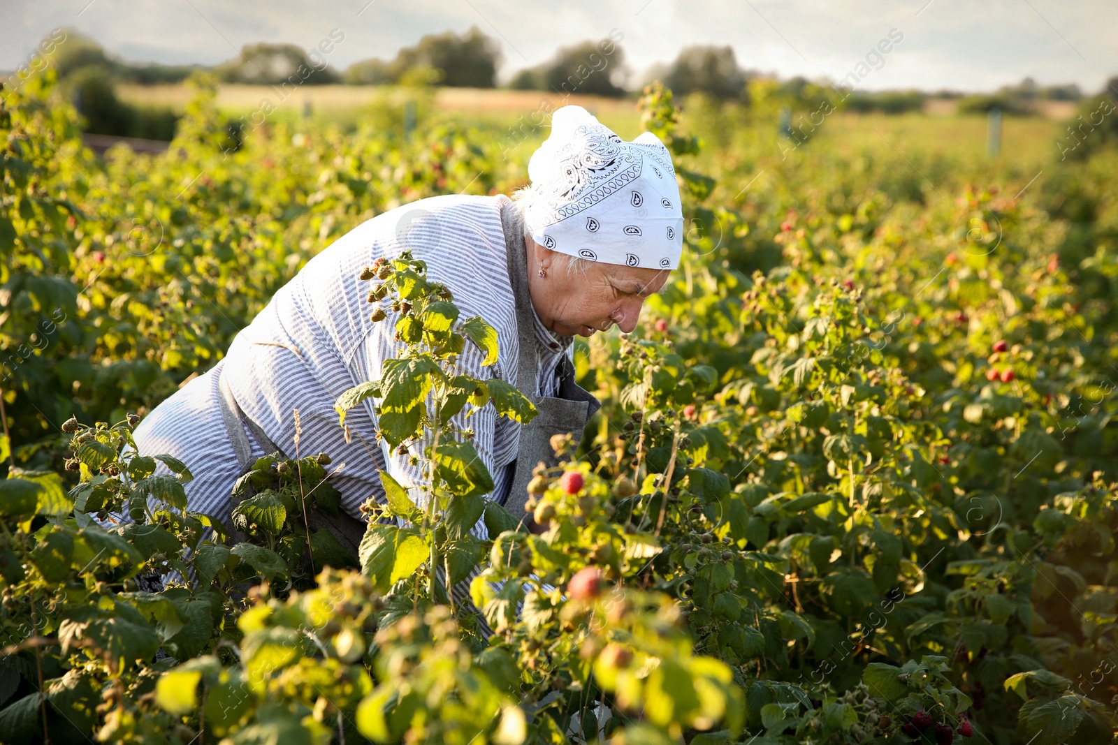 Photo of Senior farmer picking fresh ripe raspberries outdoors